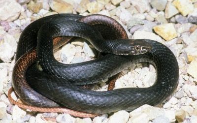 Masticophis flagellum piceus