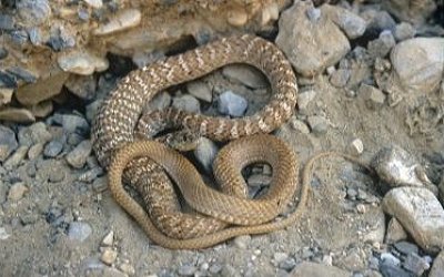 Masticophis flagellum piceus