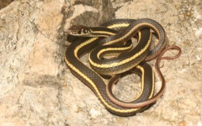 Masticophis lateralis euryxanthus