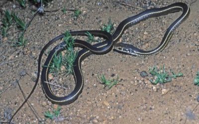 Masticophis lateralis lateralis