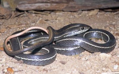 Masticophis lateralis lateralis