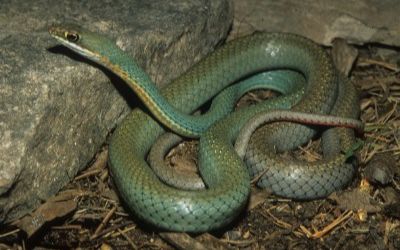 Masticophis schotti ruthveni