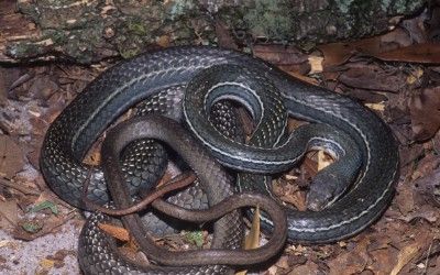 Masticophis schotti schotti