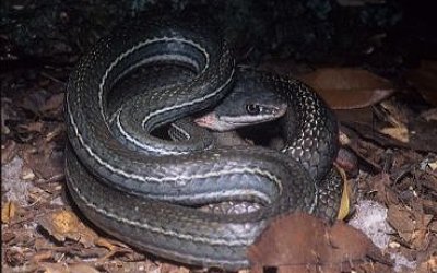 Masticophis schotti schotti