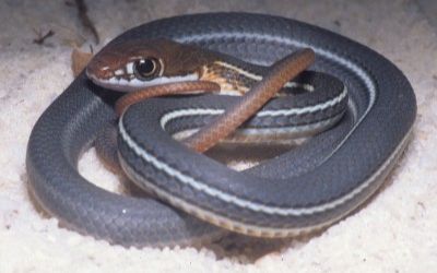 Masticophis schotti schotti