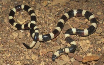 Micruroides euryxanthus euryxanthus