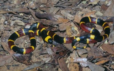 Micrurus fulvius