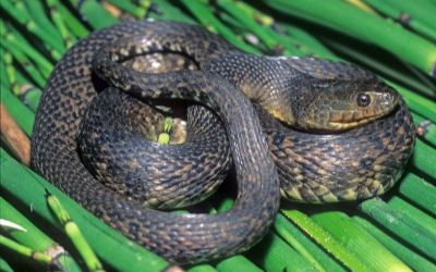 Nerodia cyclopion