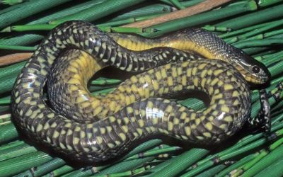 Nerodia cyclopion