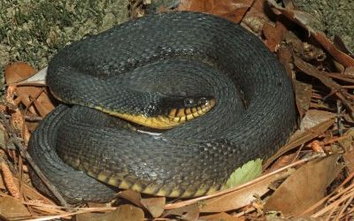 Nerodia erythrogaster yellow