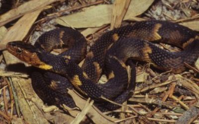 Nerodia fasciata confluens