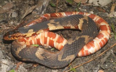 Nerodia fasciata confluens