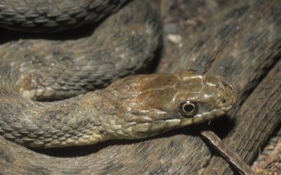 Nerodia harteri brazos