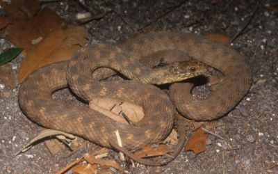 Nerodia harteri
