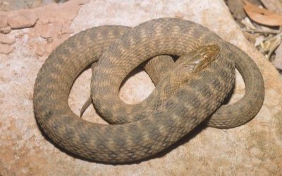 Nerodia harteri