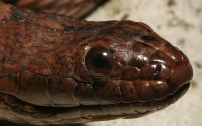 Nerodia taxispilota