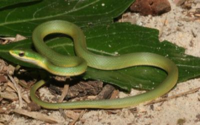 Opheodrys aestivus