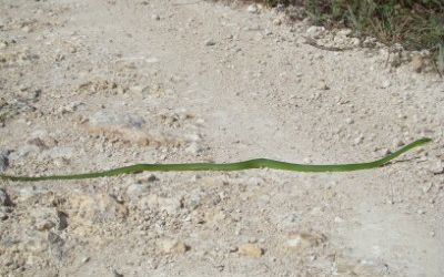 Opheodrys aestivus