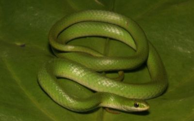 Opheodrys vernalis