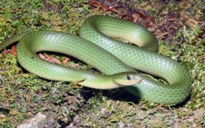 Opheodrys vernalis