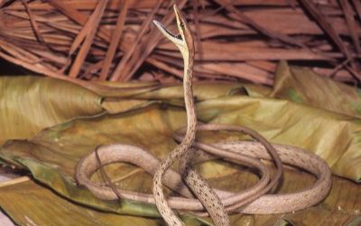 Oxybelis aeneus