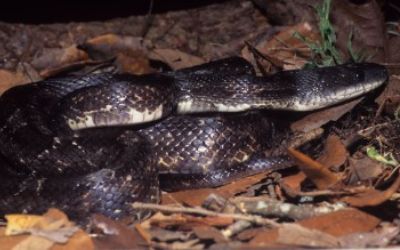 Pantherophis alleghaniensis black