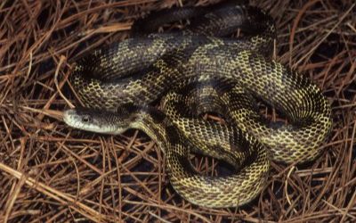 Pantherophis alleghaniensis black