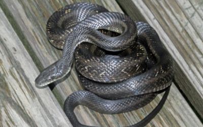 Pantherophis alleghaniensis black