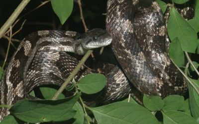 Pantherophis alleghaniensis black