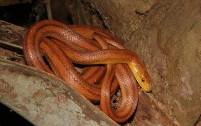 Pantherophis alleghaniensis everglades