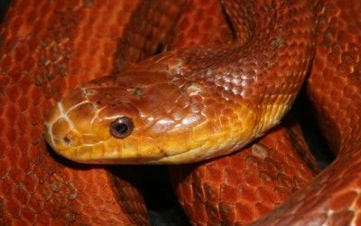 Pantherophis alleghaniensis everglades