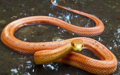 Pantherophis alleghaniensis everglades