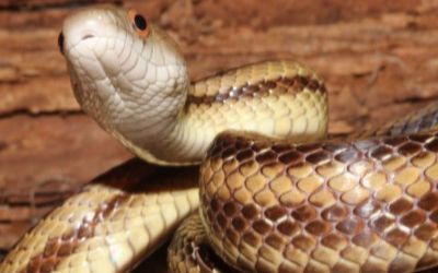 Pantherophis alleghaniensis yellow