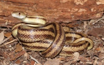 Pantherophis alleghaniensis yellow