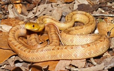 Pantherophis alleghaniensis yellow