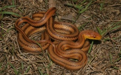 Pantherophis alleghaniensis yellow