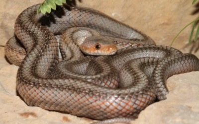 Pantherophis bairdi