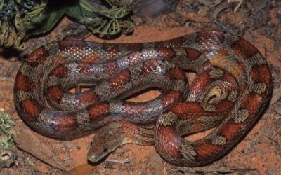 Pantherophis guttata guttata