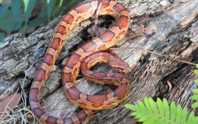 Pantherophis guttata guttata