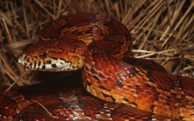 Pantherophis guttata guttata