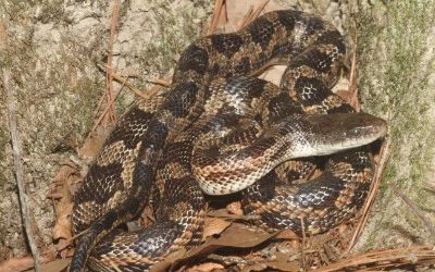 Pantherophis obsoleta lindheimeri
