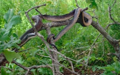 Pantherophis obsoleta lindheimeri