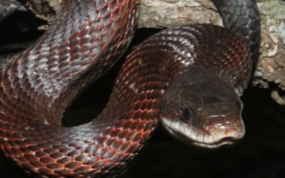 Pantherophis obsoleta lindheimeri