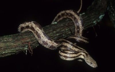Pantherophis obsoleta williamsi
