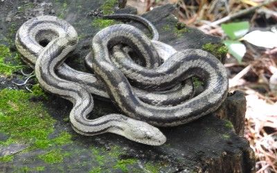 Pantherophis obsoleta williamsi