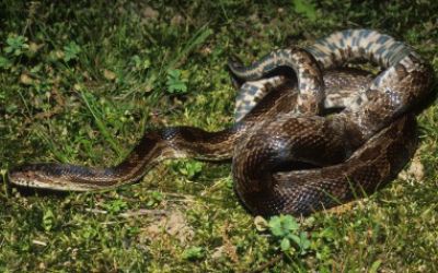 Pantherophis slowinskii