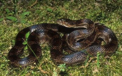 Pantherophis slowinskii