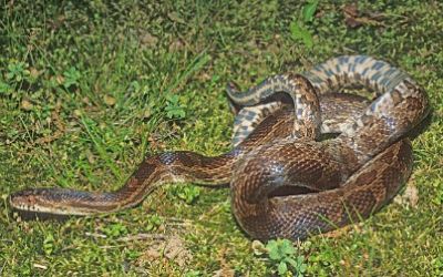 Pantherophis slowinskii