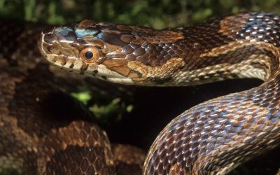 Pantherophis slowinskii