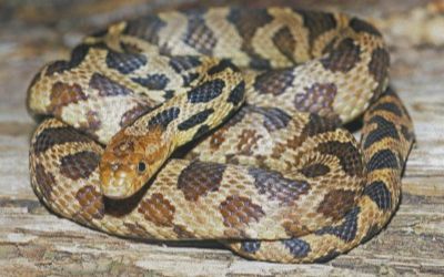 Pantherophis vulpina